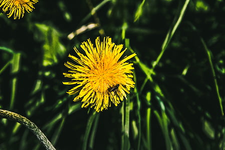 amarillo, diente de León, flores, hierba, naturaleza