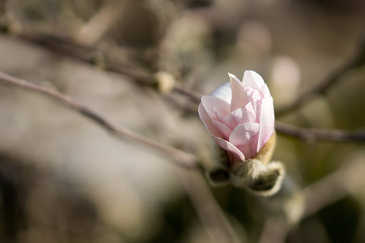 Magnolia, lilled, lill, õis, Bloom, kevadel, roosa