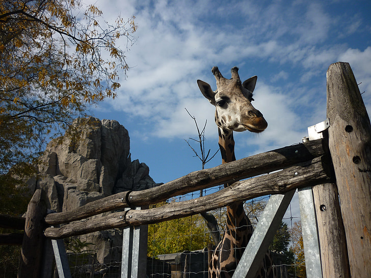žirafe, zooloģiskais dārzs, dzīvnieku, pamanīja, zīdītāju, daba, Budapešta