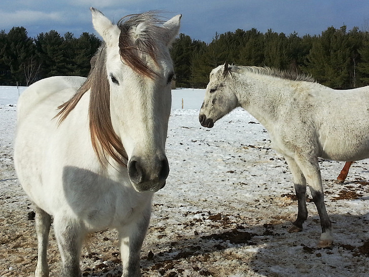 hest, hester, hesteryggen, snø, Vinter, sesongen, hvit