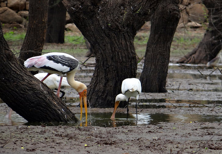 painted stork, stork, eurasian spoonbill, spoonbill, bird, wader, wildlife