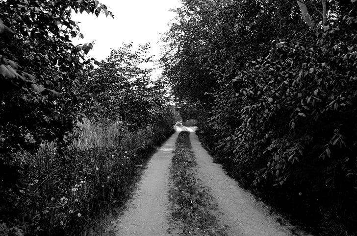 dirt road, road, forest