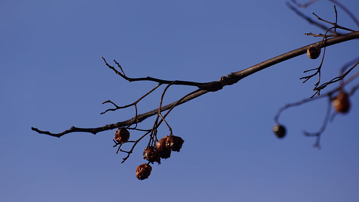 branch, bird food, leafless, old berries, nature, tree, fruit