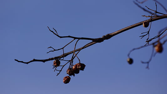 지점, 버드 푸드, leafless, 오래 된 열매, 자연, 트리, 과일