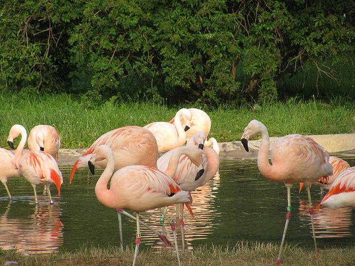 rozā flamingo, saime, peldēšanās, ūdens, tropu, dzīvnieki, liels