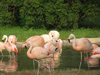 pink flamingo, flock, bathing, water, tropical, animals, big