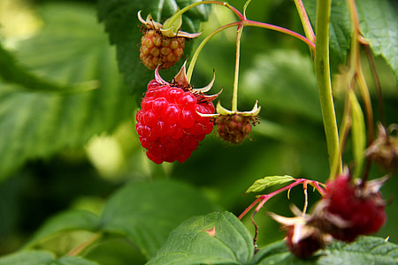 raspberry, raspberries, plant, fruit, red, food, ripe