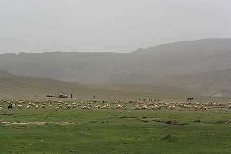 morocco, mountain, sheep, morrocco, desert, nature, landscape