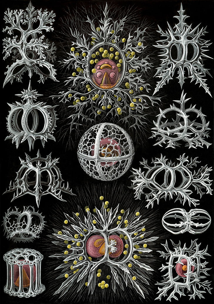 vienotu vienšūnas organismi, radiolarians, radiolaria, stephoidea, Hekels, Endoskeleton