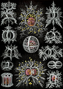 하나의 단 세포 생물, radiolarians, radiolaria, stephoidea, haeckel, endoskeleton