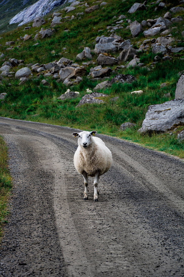 sheep, road, sheep on the road, animal, landscape, nature, travel
