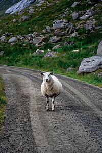 oveja, carretera, ovejas en el camino, animal, paisaje, naturaleza, viajes