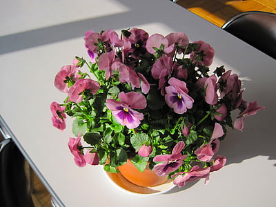 viooltje, bloemen, winter bloemen, kleurrijke, pot