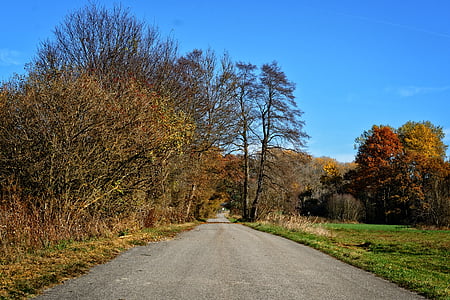 trees, autumn, away, road, sky, landscape, mood