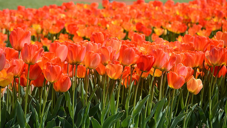 tulipanes, Parque, rojo, planta, naturaleza, flor, primavera