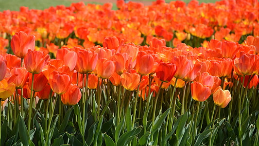 tulipas, Parque, vermelho, planta, natureza, flor, Primavera
