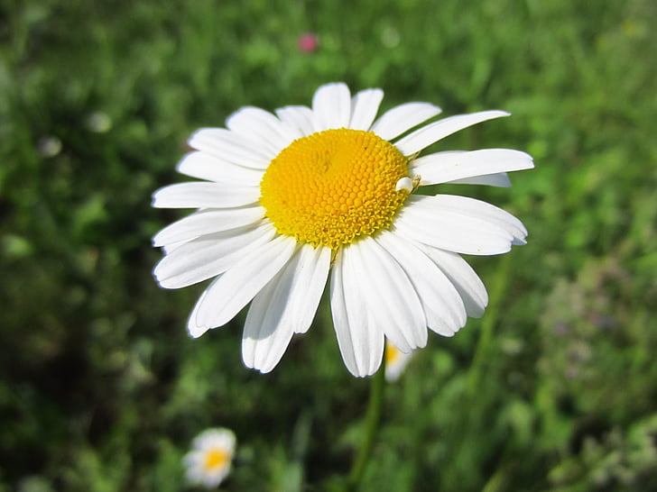 magaritte, white flower, blossom, bloom