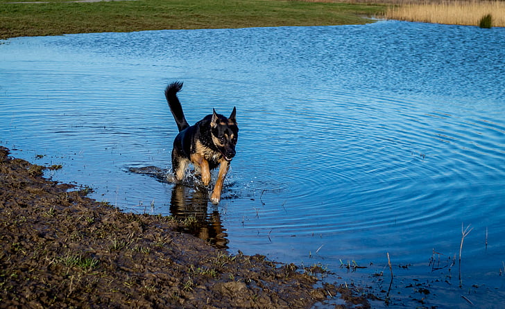 pes, vode, živali, dirke, plavanje