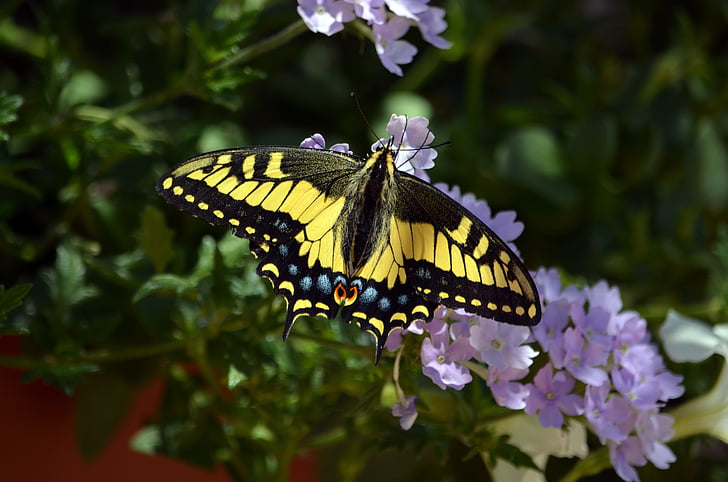 Motyl, Monarcha, Monarch butterfly, skrzydła, Natura, owad, kwiat