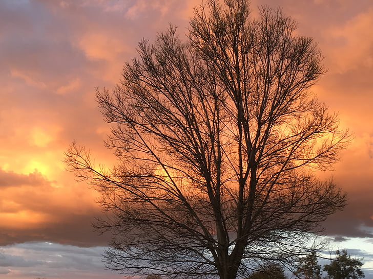 sky, tree, nature, bare tree, winter, sunset, branch