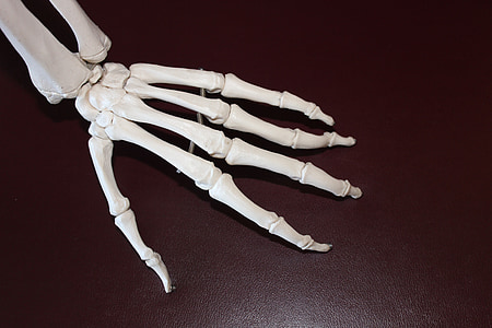esqueleto, mão, ossos, Anatomia, articulação, esquelético, artrite