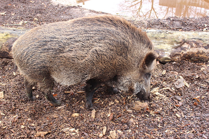 sanglier, cochon, Forest, fourrure, chasse, forestier, Hunter