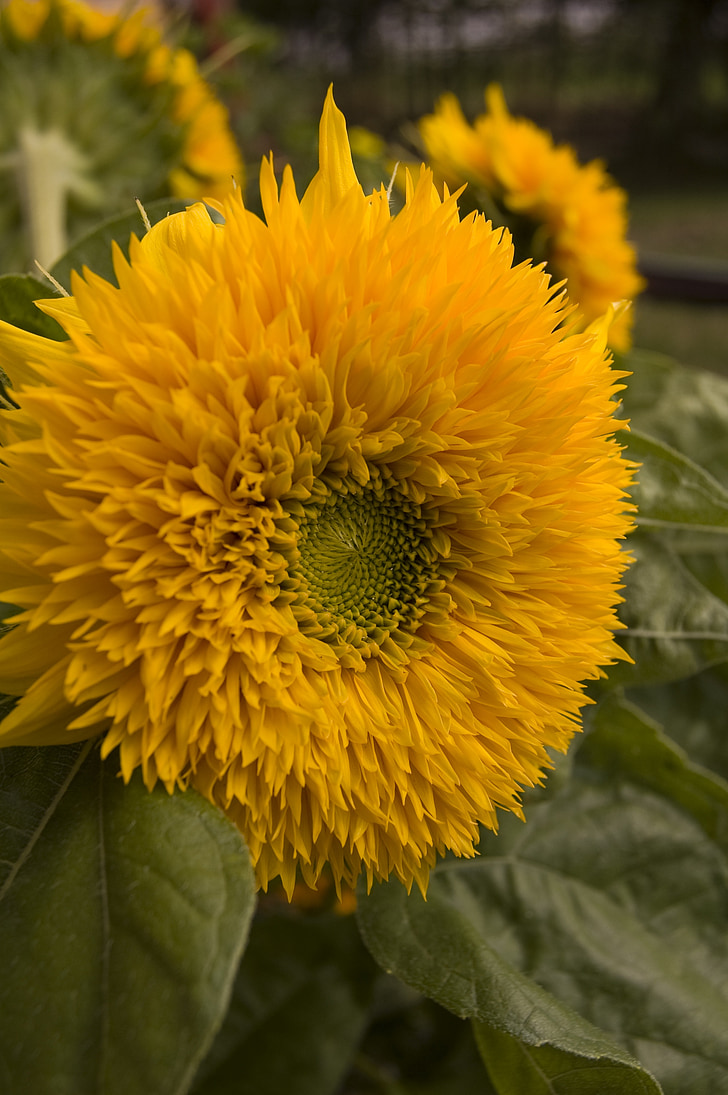 bunga matahari, kuning, bunga, tanaman musim panas, Taman, Flora, mekar