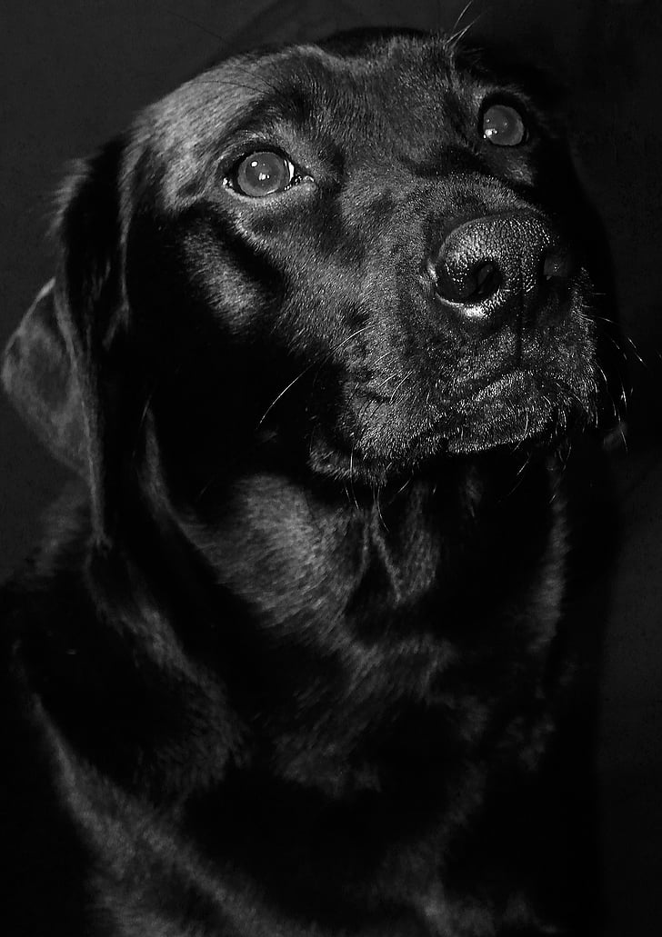 Labrador, črna, pes, živali, pet, prinašalec, udarci