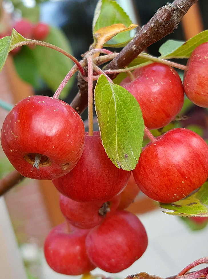 okrasné jablká, jeseň, záhradníctvo