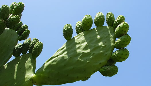 prickly pear, plant, cactus, nature, green, thorn, vegetation
