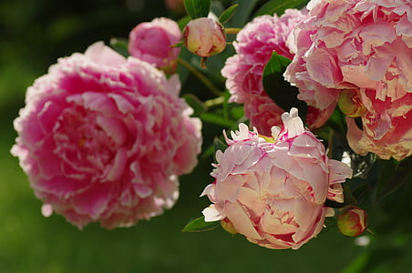 hoa mẫu đơn, Blossom, nở hoa, thực vật, Hoa, màu hồng, vĩ mô