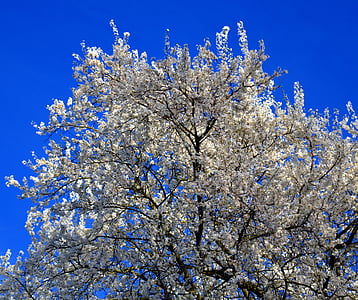 fiori, fiori bianchi, fiore bianco, primavera, Frühlingsanfang, Blossom, natura