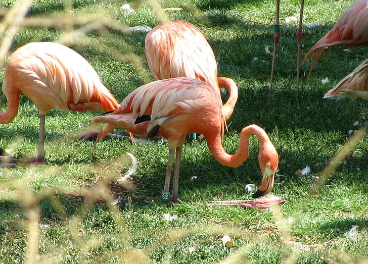 oranžová, plameňáci, zvíře, pták, Krásné, barevné, Flamingo