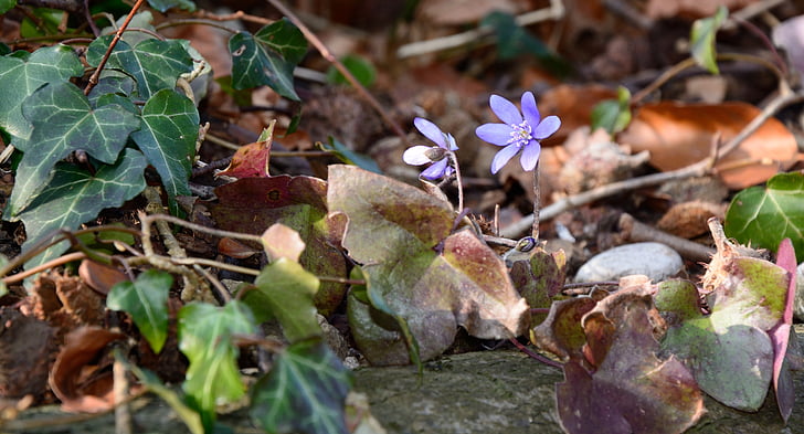 forest floor, ground, forest, nature, leaves, ivy, flower