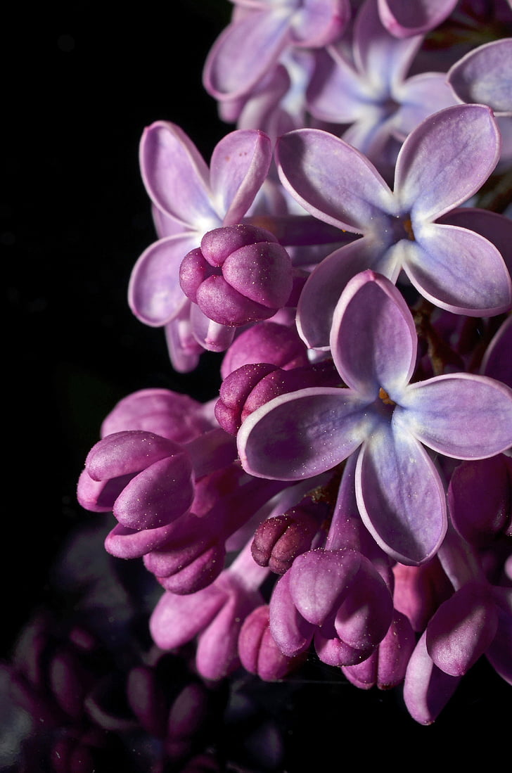 flower, syren, purple