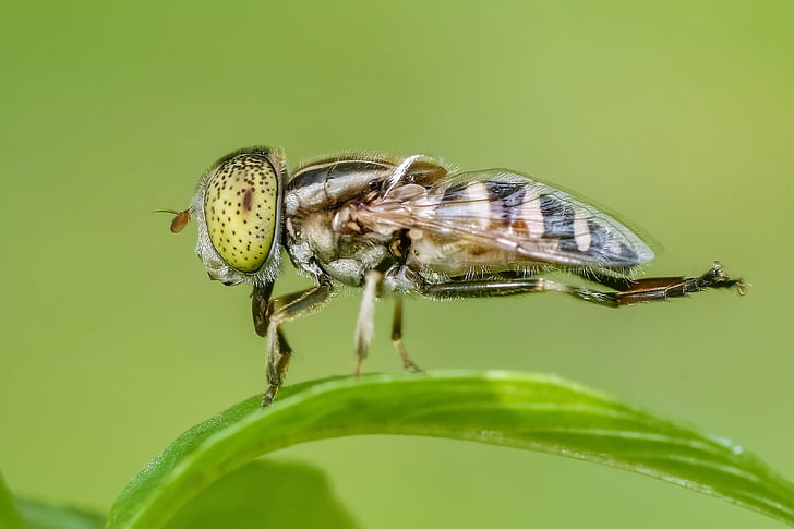 insect, macro, fly, animal, nature, magnification, detailed