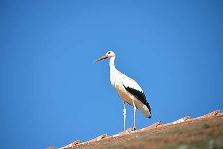stork, bird, animal, rattle stork, roof, brick, roofing