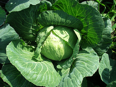 cabbage, vegetable, belokachannaya, greens