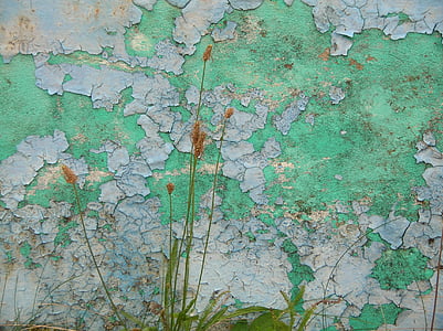 bức tường, Thiên nhiên, cảnh quan, thực vật, đá, hủy hoại, màu sắc