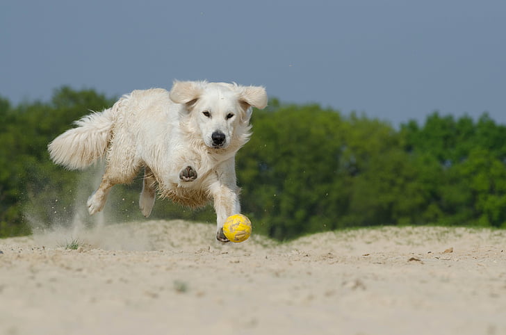 jogar, cão, peles, ensolarado, praia, animais de estimação, animal