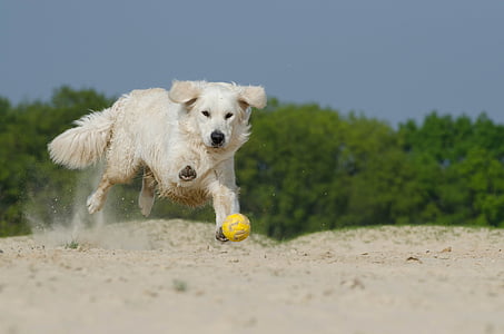 play, dog, fur, sunny, beach, pets, animal