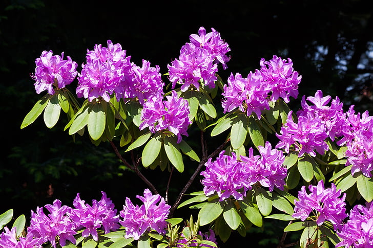 rhododendron, traub notater, doldentraub, inflorescences, slekt, familie av ericaceae, Lyngfamilien