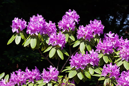 Rhododendron, Traub toteaa, doldentraub, kukintoja, suvun, ericaceae perhe, Ericaceae