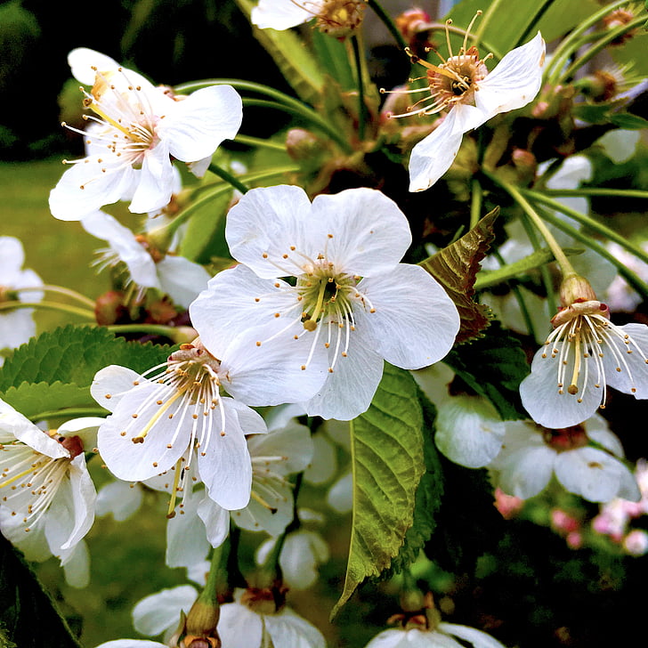 ciliegia, albero di ciliegio, fiore di ciliegio, primavera, germogli, fiori, fiore bianco