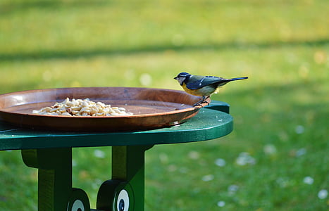 蓝雀, 山雀, 鸟, 觅食, 动物, 食品, 花园