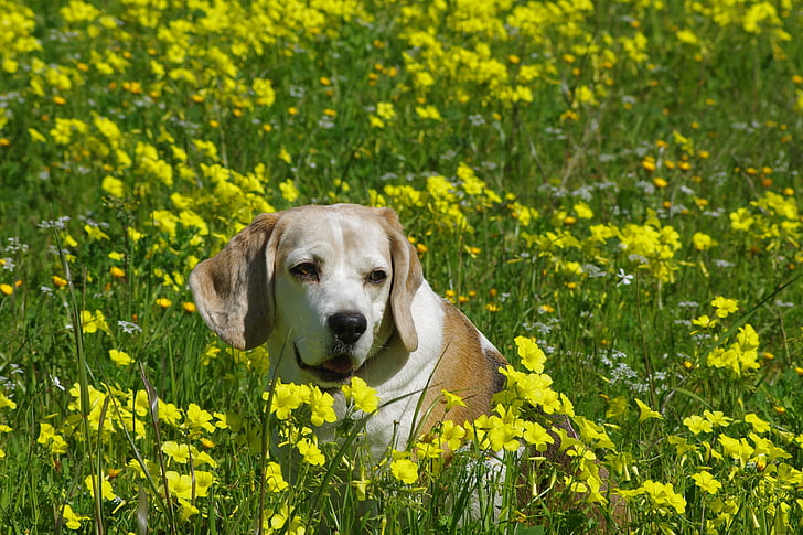 Beagle, cão, pessoas idosas, rapé, cão de caça, amigo, nariz