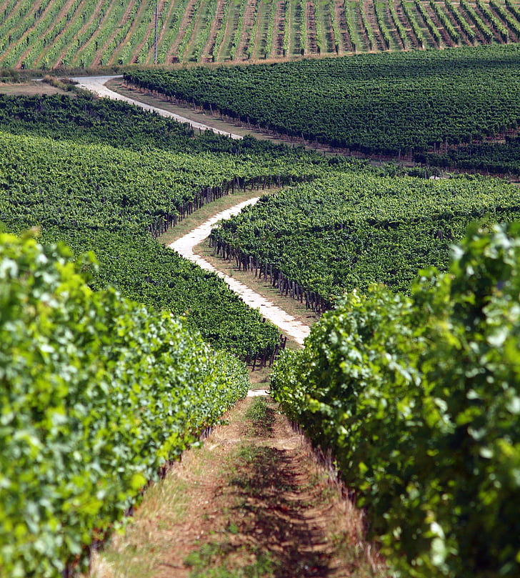 anggur, kebun anggur, Villány, kisharsány, wilayah anggur, Baranya, hijau