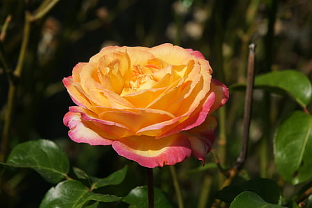 цветок, Природа, Роза