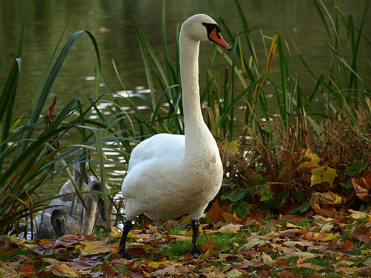 Swan, fuglen, dyr, Lake, vann, hvit, natur