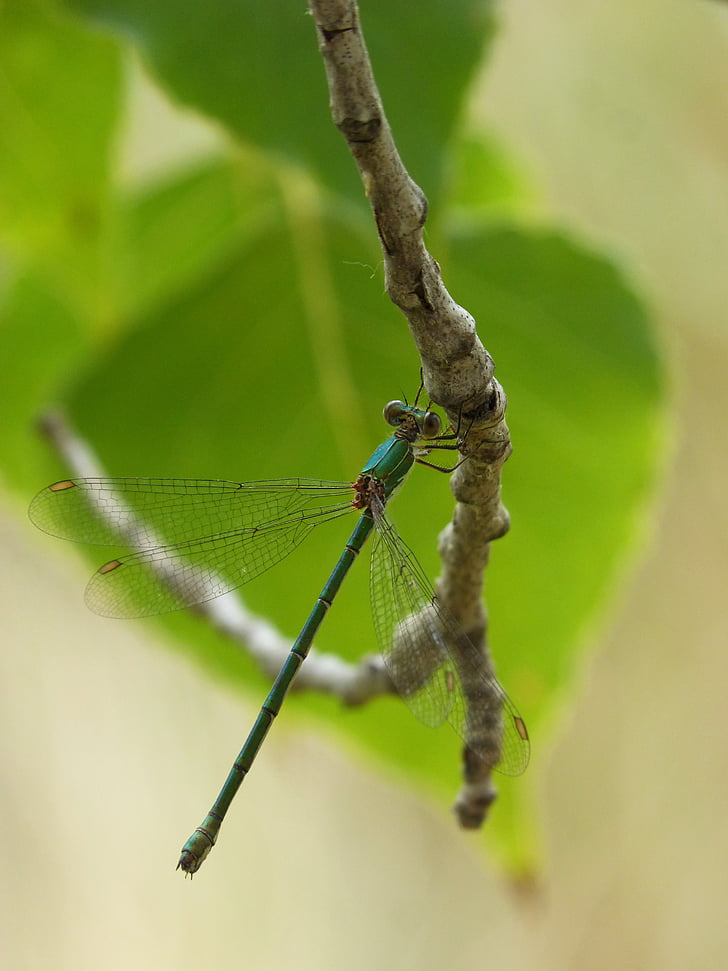 водни кончета, зелен dragonfly, детайли, клон, крилати насекоми, преливащи се цветове, листа